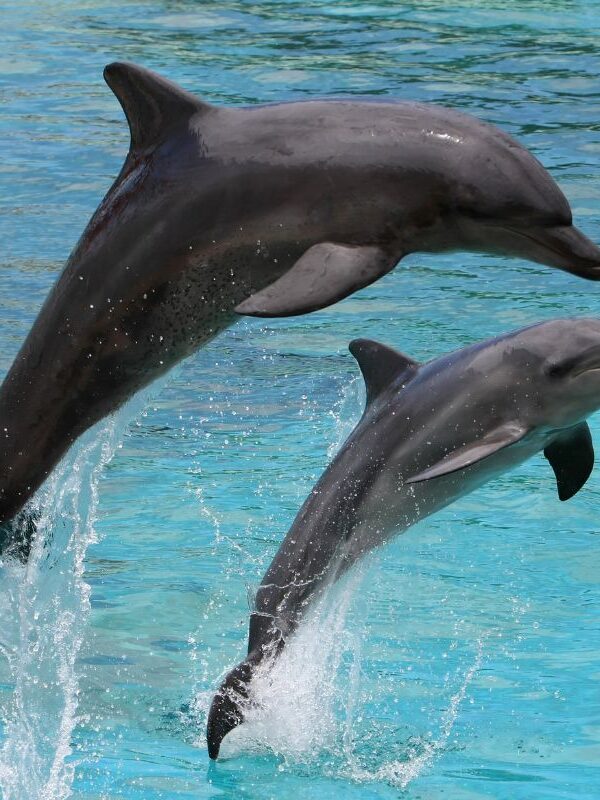 Dolphin Cruise