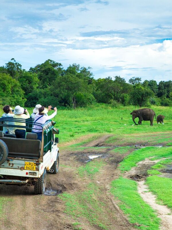 Minneriya jeep safari