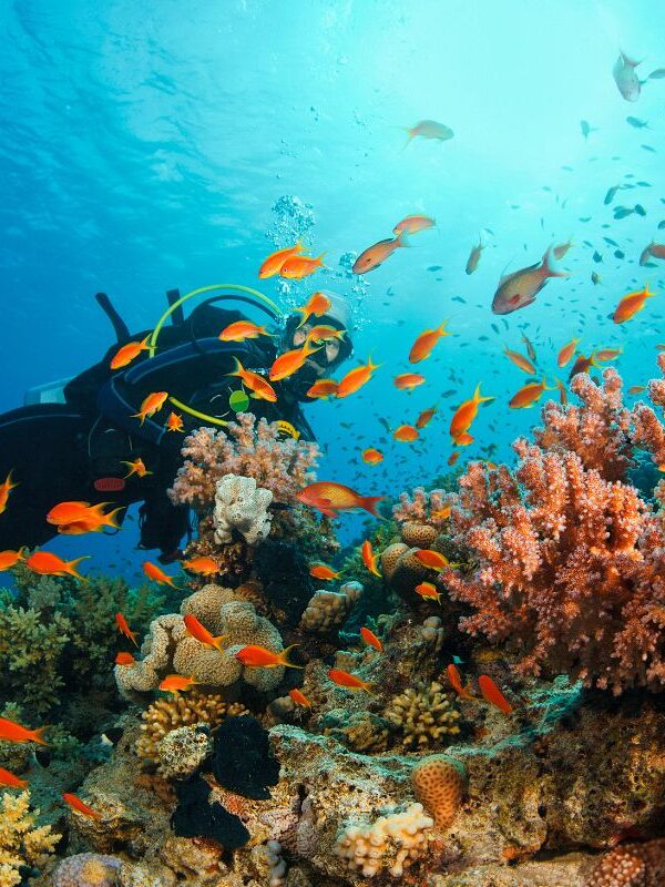 Scuba Diving