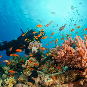 Scuba Diving