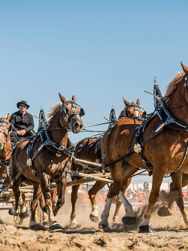 horse-cart ride